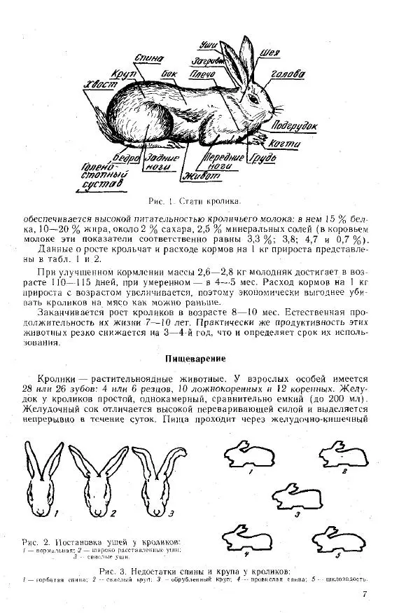 Г. Ционский - Любительское кролиководство и нутриеводство - Страница № 8