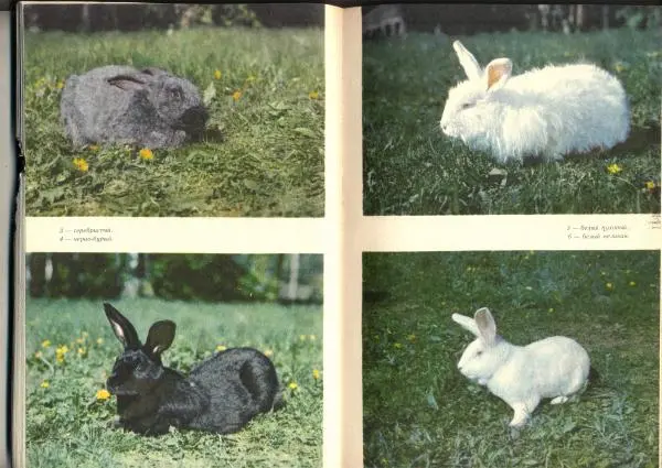 Г. Ционский - Любительское кролиководство и нутриеводство - Страница № 66