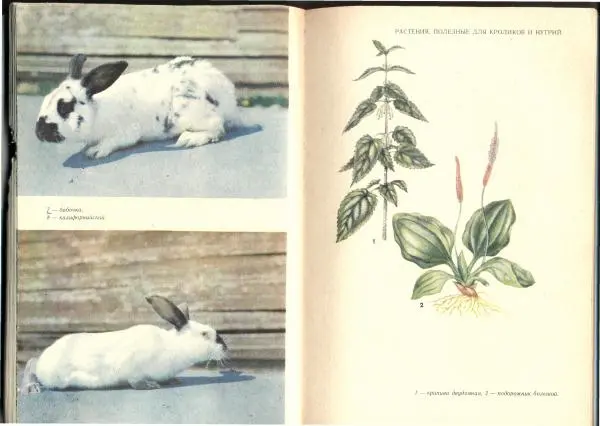 Г. Ционский - Любительское кролиководство и нутриеводство - Страница № 67