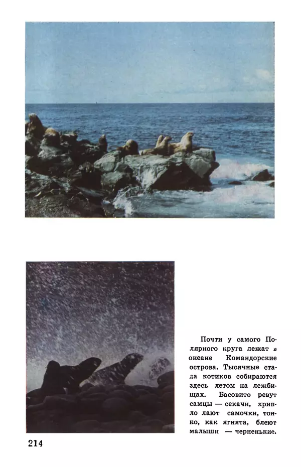 Святослав Сахарнов - Белые киты: Путешествия и приключения (Повести) - Страница № 219