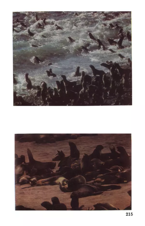 Святослав Сахарнов - Белые киты: Путешествия и приключения (Повести) - Страница № 220