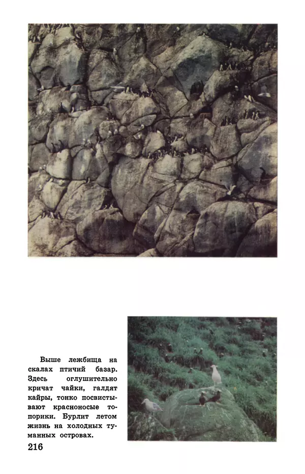 Святослав Сахарнов - Белые киты: Путешествия и приключения (Повести) - Страница № 221