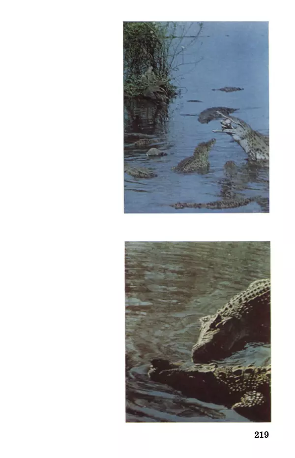 Святослав Сахарнов - Белые киты: Путешествия и приключения (Повести) - Страница № 224