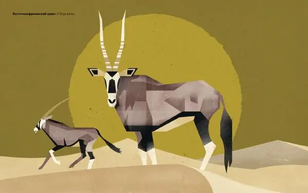 Дитер Браун - Животные Юга - Страница № 12