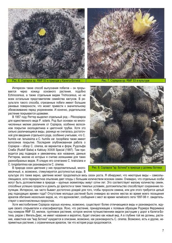 Грэм Чарльз - Копьяпоа — Copiapoa - Страница № 7