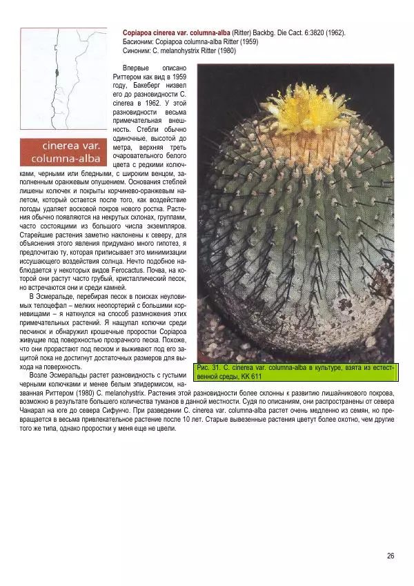 Грэм Чарльз - Копьяпоа — Copiapoa - Страница № 26