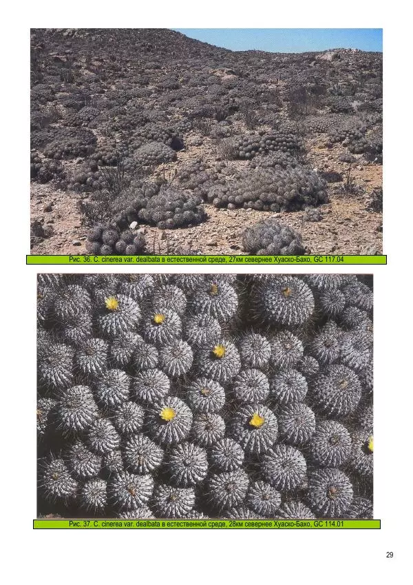 Грэм Чарльз - Копьяпоа — Copiapoa - Страница № 29