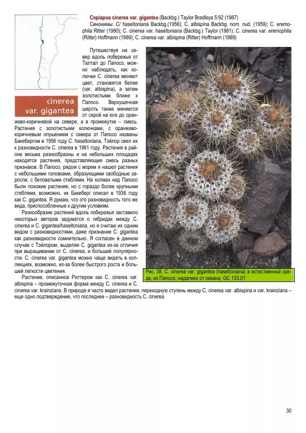 Грэм Чарльз - Копьяпоа — Copiapoa - Страница № 30