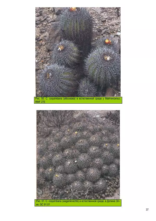 Грэм Чарльз - Копьяпоа — Copiapoa - Страница № 37