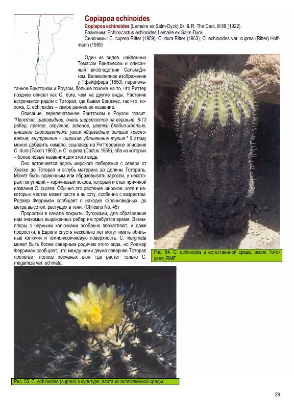 Грэм Чарльз - Копьяпоа — Copiapoa - Страница № 39