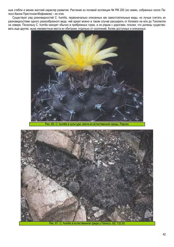 Грэм Чарльз - Копьяпоа — Copiapoa - Страница № 42