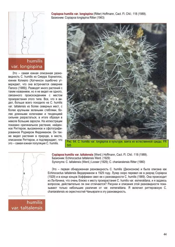 Грэм Чарльз - Копьяпоа — Copiapoa - Страница № 44