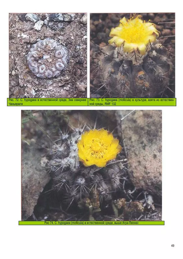 Грэм Чарльз - Копьяпоа — Copiapoa - Страница № 49