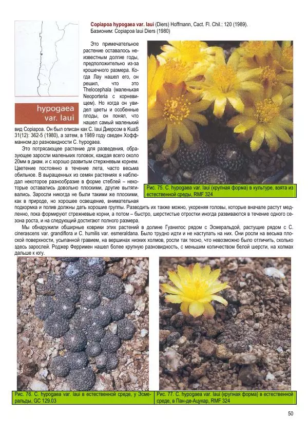 Грэм Чарльз - Копьяпоа — Copiapoa - Страница № 50