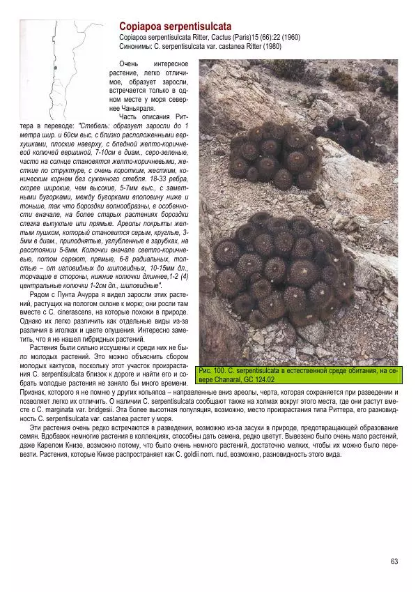 Грэм Чарльз - Копьяпоа — Copiapoa - Страница № 63