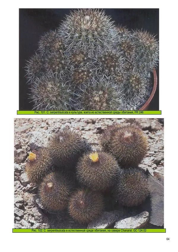 Грэм Чарльз - Копьяпоа — Copiapoa - Страница № 64