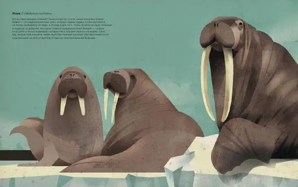 Дитер Браун - Животные Севера - Страница № 26