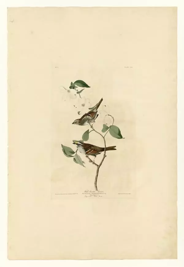 Джон Одюбон - Птицы Америки. Альбом с иллюстрациями - Страница № 8