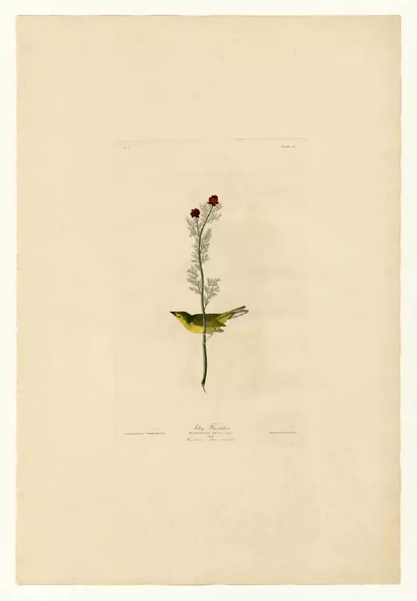 Джон Одюбон - Птицы Америки. Альбом с иллюстрациями - Страница № 9