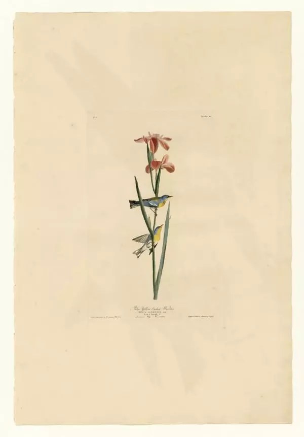 Джон Одюбон - Птицы Америки. Альбом с иллюстрациями - Страница № 15