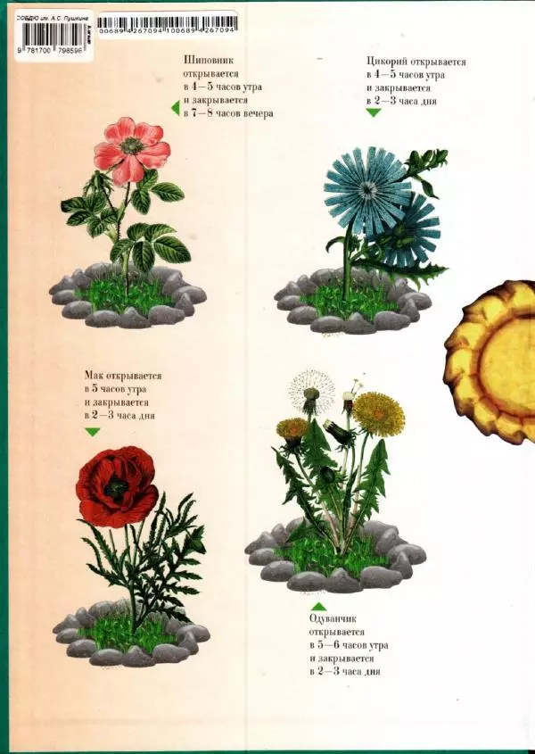 Светлана Лаврова - Занимательная ботаника для малышей - Страница № 2