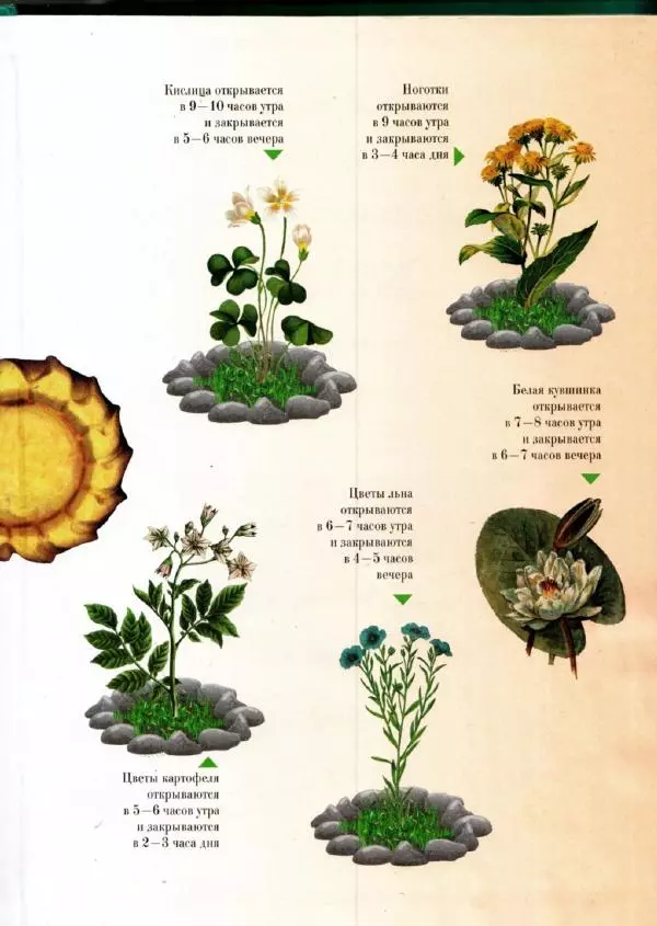 Светлана Лаврова - Занимательная ботаника для малышей - Страница № 3