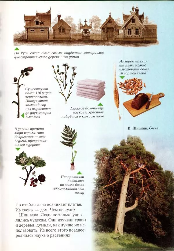 Светлана Лаврова - Занимательная ботаника для малышей - Страница № 8