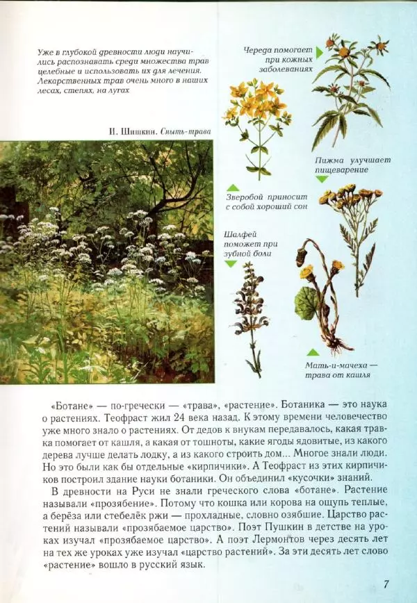 Светлана Лаврова - Занимательная ботаника для малышей - Страница № 10