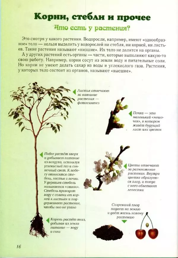 Светлана Лаврова - Занимательная ботаника для малышей - Страница № 19