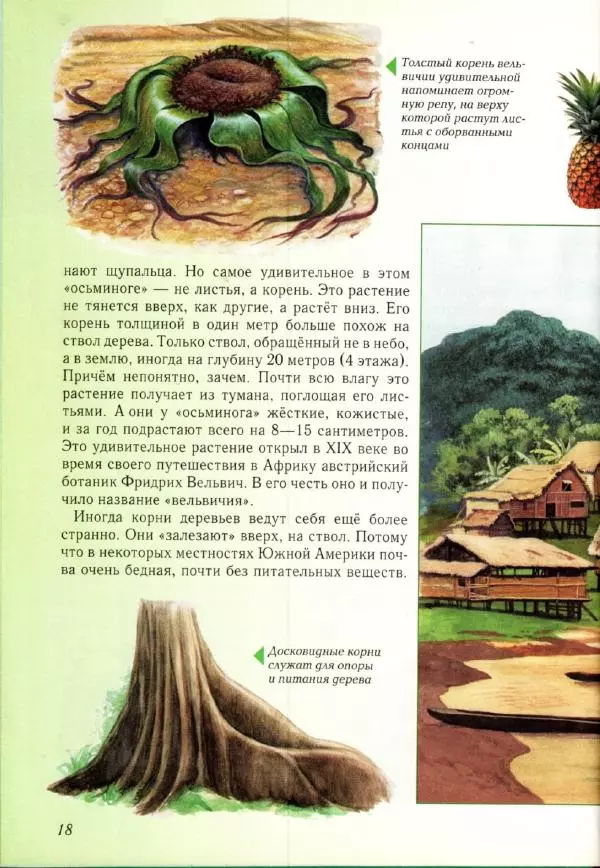Светлана Лаврова - Занимательная ботаника для малышей - Страница № 21