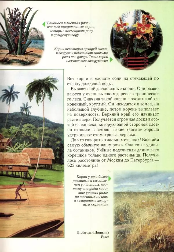 Светлана Лаврова - Занимательная ботаника для малышей - Страница № 22