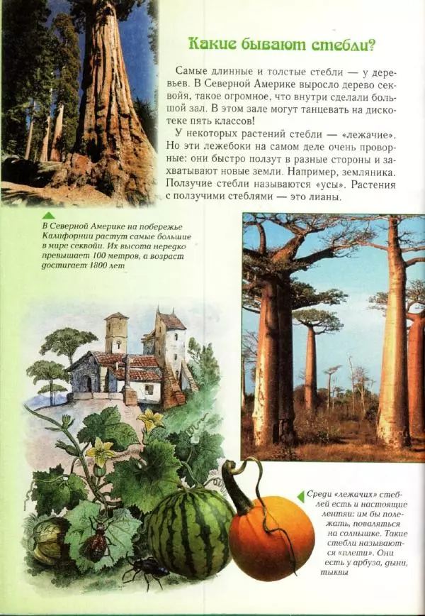 Светлана Лаврова - Занимательная ботаника для малышей - Страница № 27