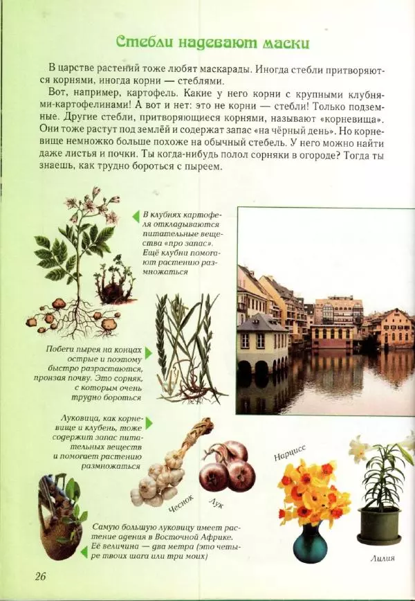 Светлана Лаврова - Занимательная ботаника для малышей - Страница № 29