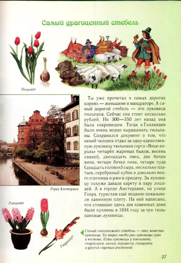 Светлана Лаврова - Занимательная ботаника для малышей - Страница № 30