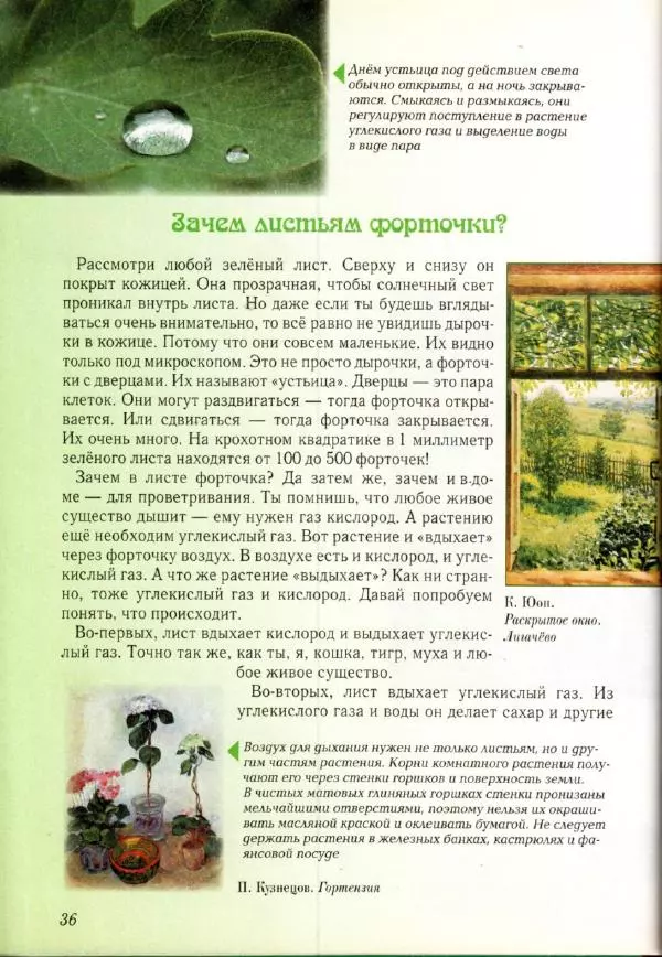 Светлана Лаврова - Занимательная ботаника для малышей - Страница № 39