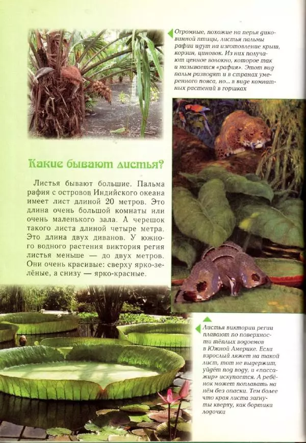 Светлана Лаврова - Занимательная ботаника для малышей - Страница № 45