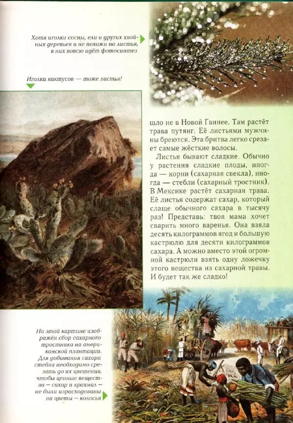 Светлана Лаврова - Занимательная ботаника для малышей - Страница № 48