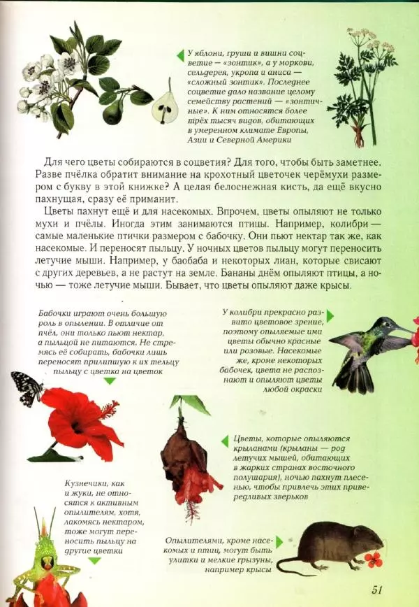 Светлана Лаврова - Занимательная ботаника для малышей - Страница № 54