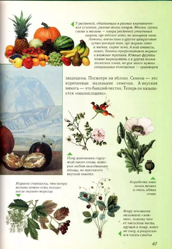 Светлана Лаврова - Занимательная ботаника для малышей - Страница № 70