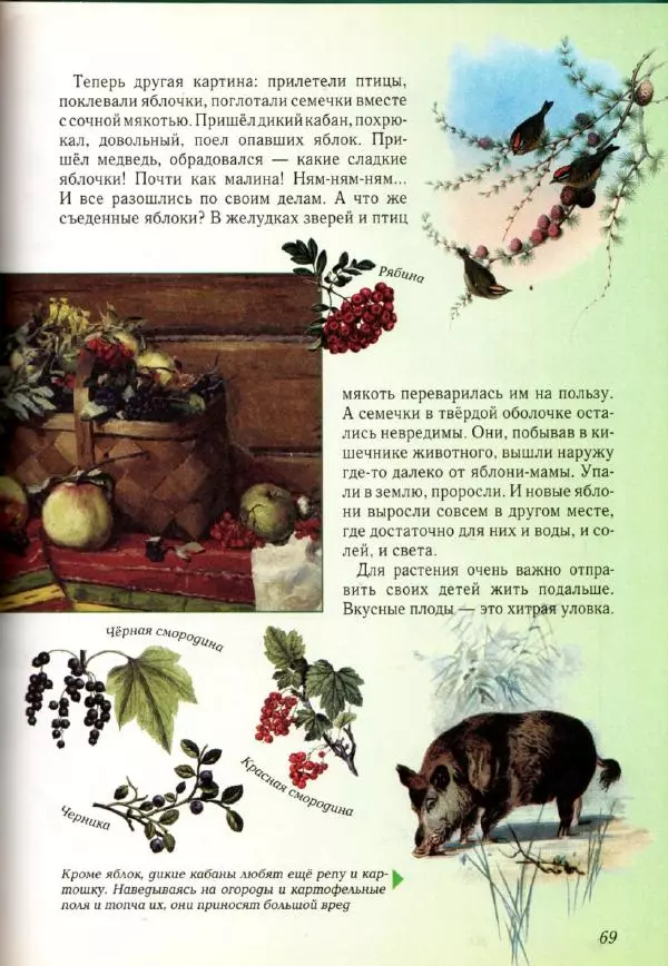 Светлана Лаврова - Занимательная ботаника для малышей - Страница № 72