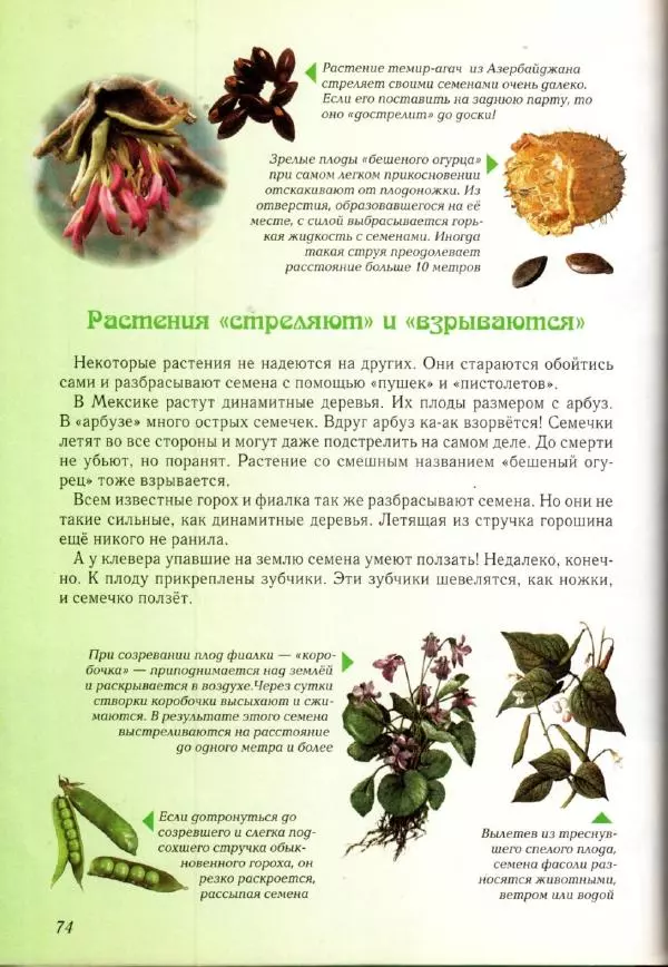 Светлана Лаврова - Занимательная ботаника для малышей - Страница № 77