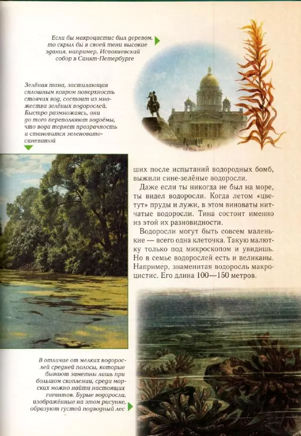 Светлана Лаврова - Занимательная ботаника для малышей - Страница № 84