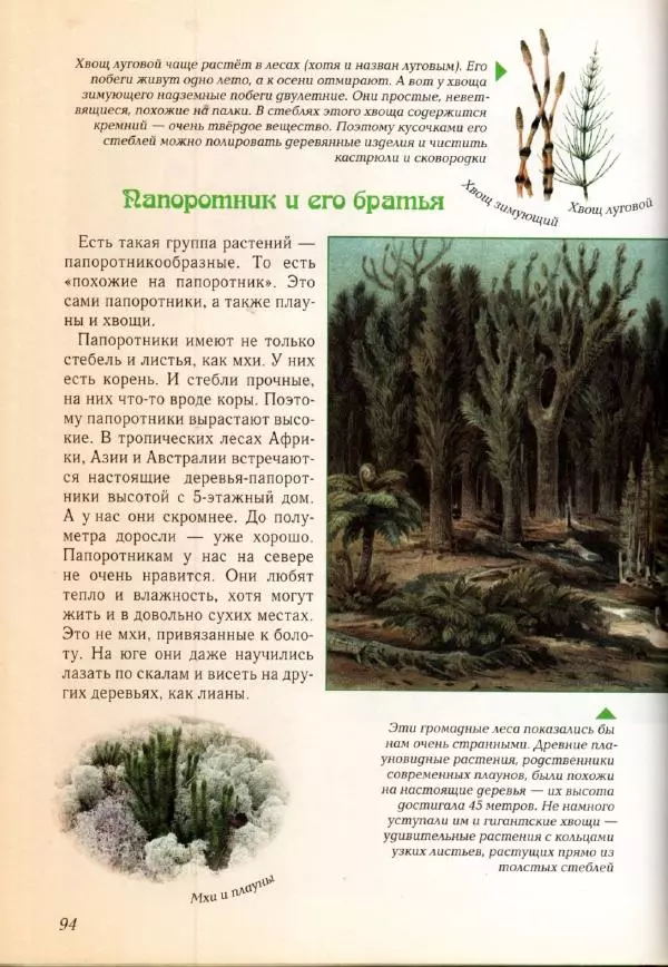 Светлана Лаврова - Занимательная ботаника для малышей - Страница № 97