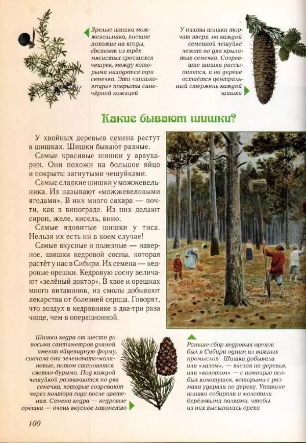 Светлана Лаврова - Занимательная ботаника для малышей - Страница № 103