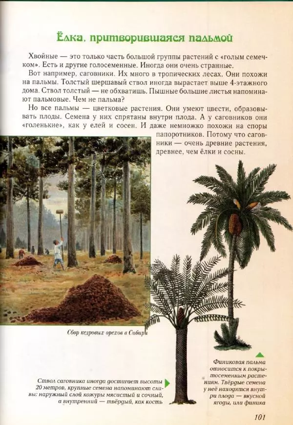 Светлана Лаврова - Занимательная ботаника для малышей - Страница № 104