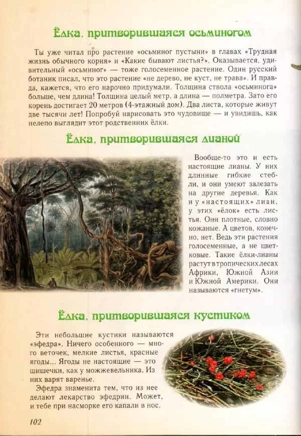 Светлана Лаврова - Занимательная ботаника для малышей - Страница № 105