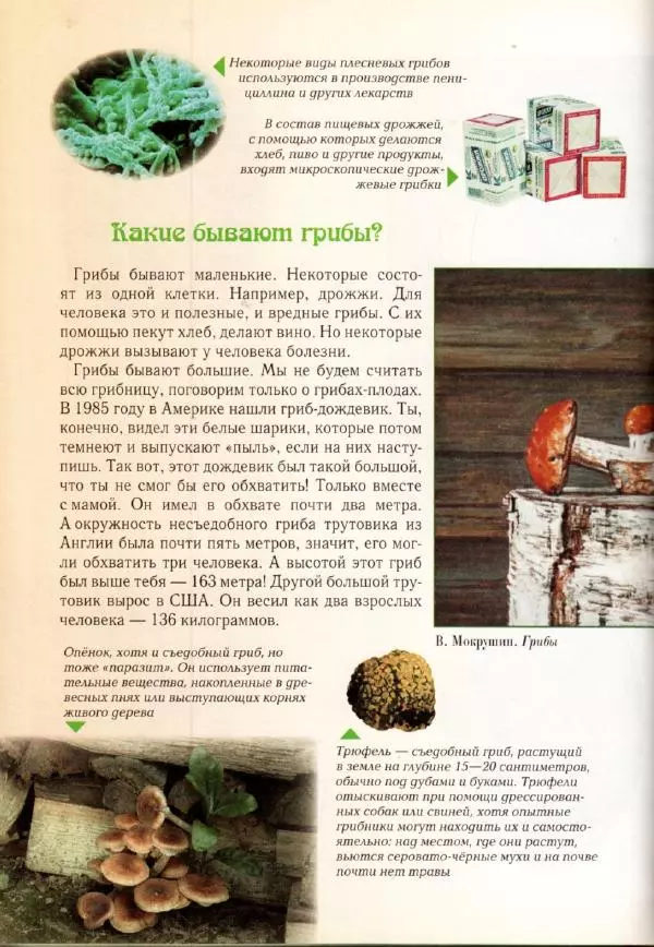 Светлана Лаврова - Занимательная ботаника для малышей - Страница № 113