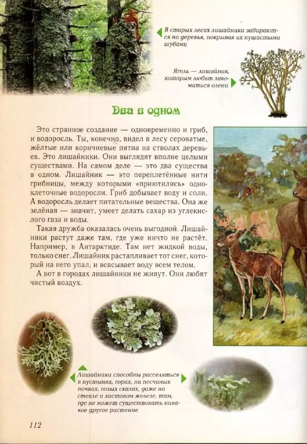 Светлана Лаврова - Занимательная ботаника для малышей - Страница № 115