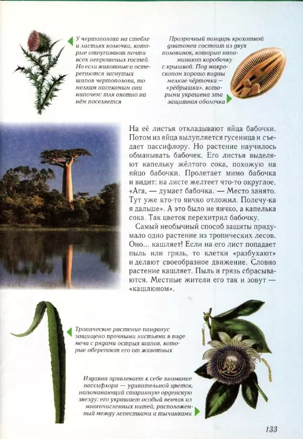 Светлана Лаврова - Занимательная ботаника для малышей - Страница № 136