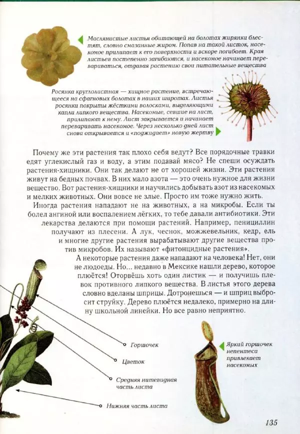 Светлана Лаврова - Занимательная ботаника для малышей - Страница № 138